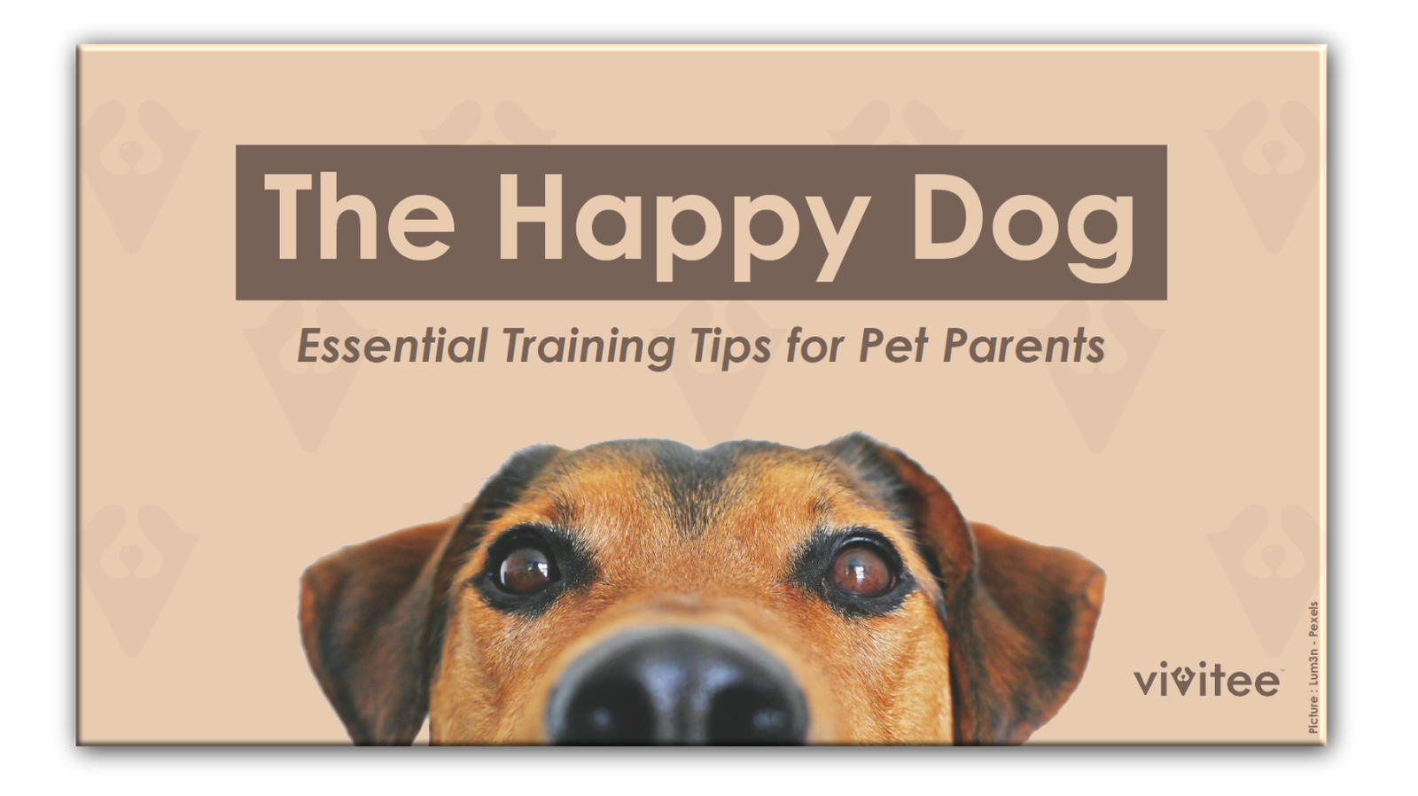 The Happy Dog, Essential Training Tips for Pet Parents