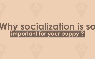 Why socialization is so important for your puppy ?