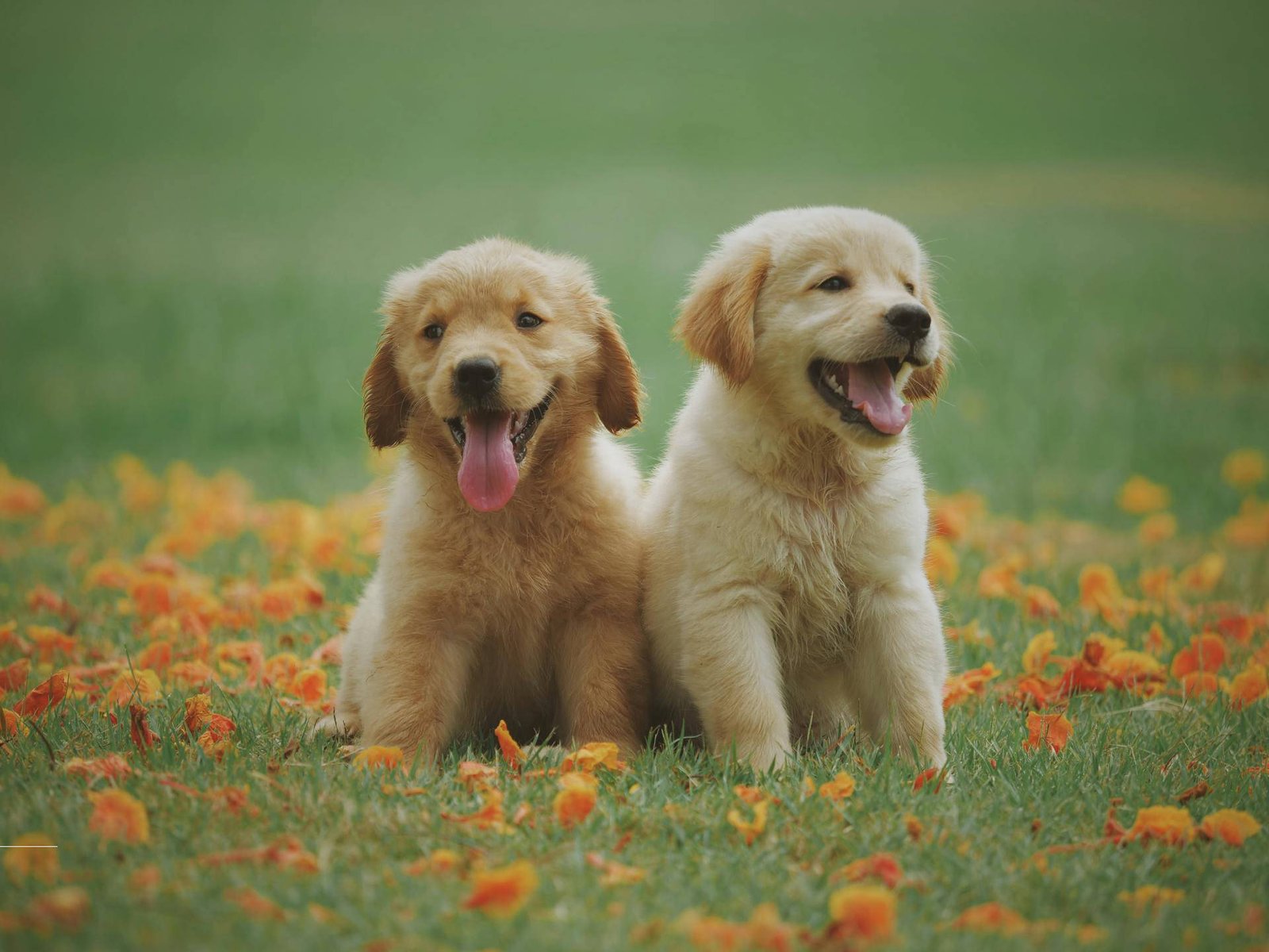 Visual-Blog-Puppy-Socialization